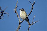 Black-capped Vireo