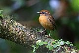 Black-cheeked Gnateater