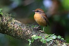 Black-cheeked Gnateater