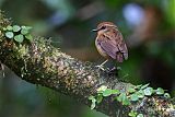 Black-cheeked Gnateater