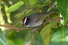 Black-cheeked Warbler