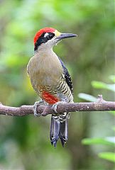 Black-cheeked Woodpecker