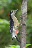 Black-cheeked Woodpecker