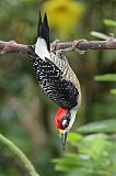 Black-cheeked Woodpecker