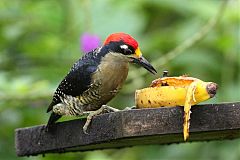 Black-cheeked Woodpecker