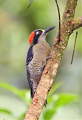 Black-cheeked Woodpecker