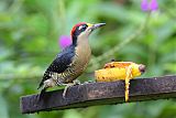 Black-cheeked Woodpecker