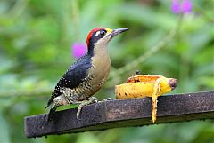 Black-cheeked Woodpecker