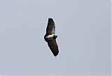 Black-chested Buzzard-Eagle