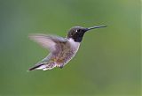 Black-chinned Hummingbirdborder=