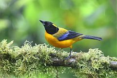 Black-chinned Mountain Tanager