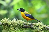 Black-chinned Mountain Tanager