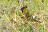 Black-chinned Siskin