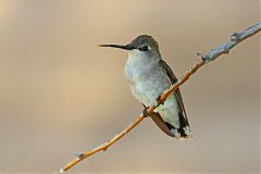 Black-chinned Hummingbird