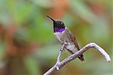 Black-chinned Hummingbird