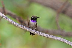 Black-chinned Hummingbird