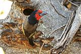 Black-collared Barbet