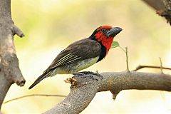 Black-collared Barbet