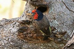 Black-collared Barbet