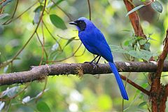 Black-collared Jay