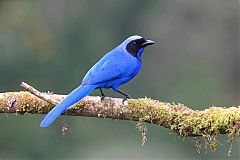 Black-collared Jay