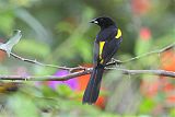 Black-cowled Oriole