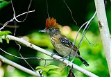 Black-crested Antshrike