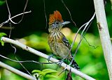 Black-crested Antshrikeborder=