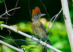 Black-crested Antshrike