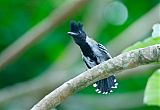 Black-crested Antshrike