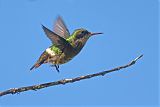 Black-crested Coquette