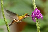 Black-crested Coquetteborder=