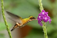 Black-crested Coquette