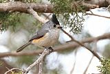 Black-crested Titmouse