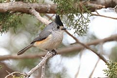 Black-crested Titmouse