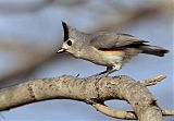 Black-crested Titmouse