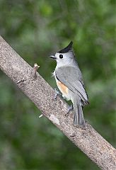 Black-crested Titmouse