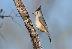 Black-crested Titmouse