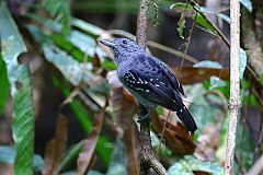 Black-crowned Antshrike