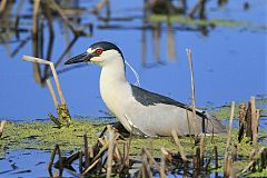 Black-crowned Night-Heron