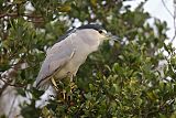 Black-crowned Night-Heronborder=