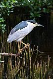 Black-crowned Night-Heron