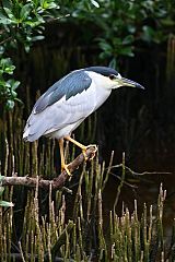 Black-crowned Night Heron