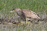 Black-crowned Night-Heronborder=