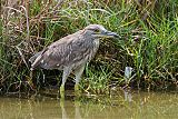 Black-crowned Night-Heron