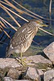 Black-crowned Night-Heron