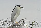 Black-crowned Night-Heronborder=