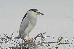 Black-crowned Night-Heron