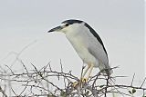 Black-crowned Night Heronborder=