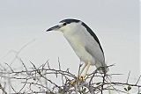 Black-crowned Night-Heron